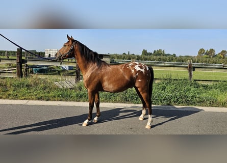 Pony belga, Caballo castrado, 3 años, 137 cm, Atigrado/Moteado