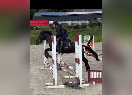 Pony belga, Caballo castrado, 4 años, 146 cm, Morcillo