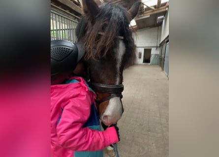 Pony belga, Caballo castrado, 4 años, 148 cm, Castaño