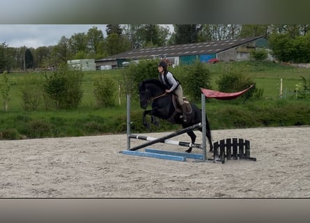 Pony belga, Caballo castrado, 5 años, 147 cm, Morcillo