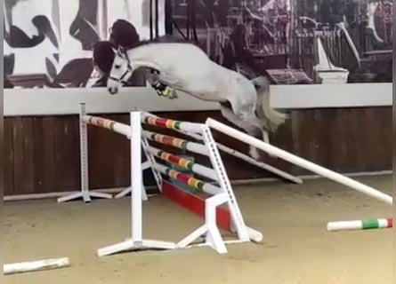 Pony Belga, Castrone, 10 Anni, 142 cm, Grigio