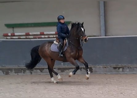 Pony Belga, Castrone, 14 Anni, 148 cm, Baio scuro