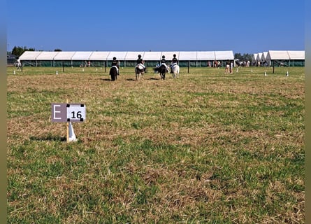 Pony Belga Mix, Giumenta, 11 Anni, 120 cm, Morello