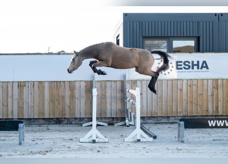 Pony Belga, Giumenta, 3 Anni, 145 cm, Grigio rossastro