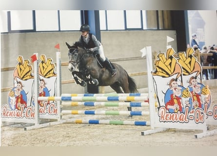 Pony Belga, Giumenta, 6 Anni, 147 cm, Grigio