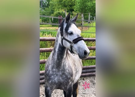Pony Belga, Giumenta, 7 Anni, 143 cm, Grigio pezzato