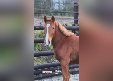 Pony Belga, Giumenta, 7 Anni, 145 cm, Sauro