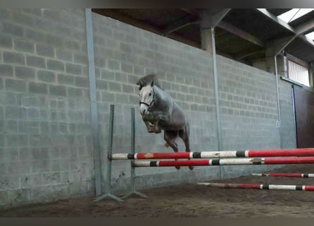 Pony belga, Semental, 3 años, 142 cm, Tordo