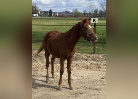 Pony Belga, Stallone, 1 Anno, 126 cm