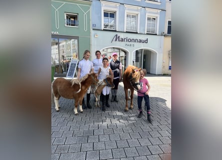 Pony Belga, Stallone, 2 Anni, 80 cm, Baio chiaro