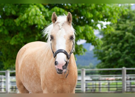 Pony belga, Yegua, 10 años, 134 cm, Palomino