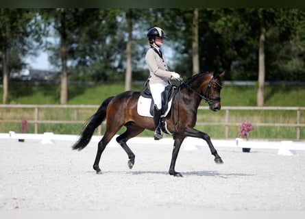 Pony belga, Yegua, 6 años, 140 cm, Castaño oscuro