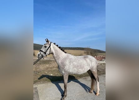 Pony Ceco Sportivo, Castrone, 5 Anni, 143 cm, Grigio