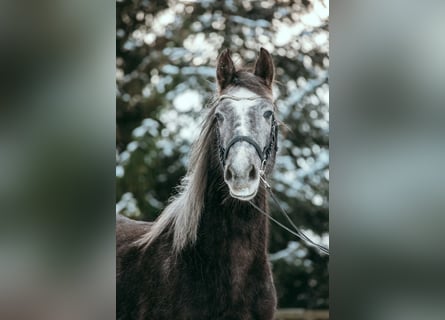 Pony Ceco Sportivo, Giumenta, 5 Anni, 145 cm, Grigio