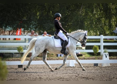 Pony classico tedesco, Giumenta, 17 Anni, Grigio pezzato
