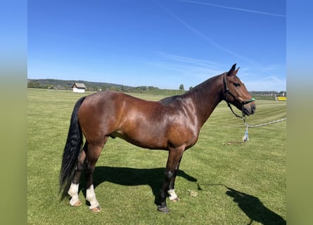 Pony da polo, Castrone, 7 Anni, 152 cm, Baio