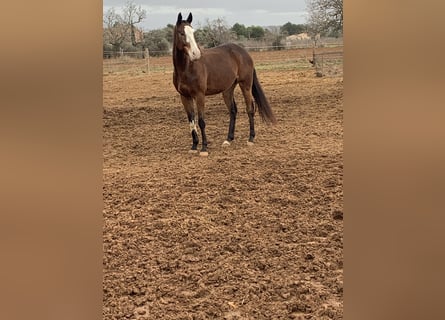 Pony da polo Mix, Castrone, 7 Anni, 167 cm, Baio ciliegia