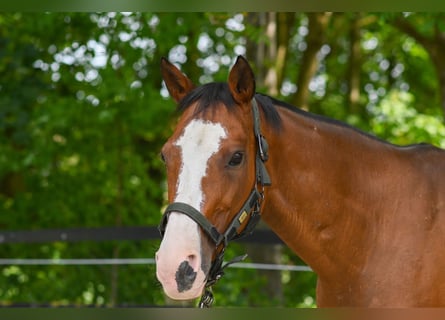 Pony da polo, Giumenta, 16 Anni, 149 cm