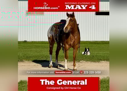 Pony de las Américas, Caballo castrado, 10 años, 142 cm, Alazán rojizo