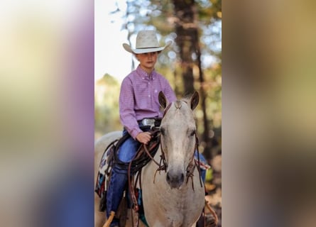 Pony de las Américas, Caballo castrado, 13 años