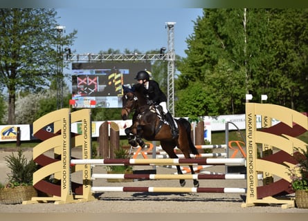 Pony de las Américas, Caballo castrado, 15 años, Castaño oscuro