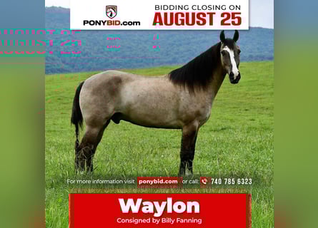 Pony de las Américas, Caballo castrado, 4 años, 137 cm, Castaño rojizo
