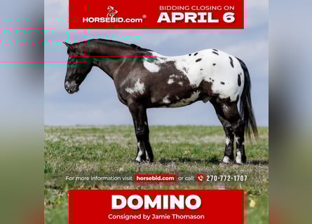 Pony de las Américas Mestizo, Caballo castrado, 5 años, 145 cm, Pío