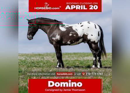 Pony de las Américas Mestizo, Caballo castrado, 5 años, 147 cm, Pío
