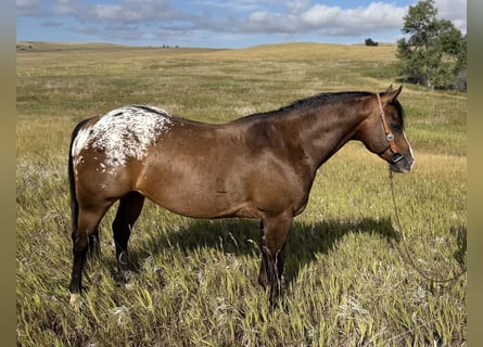 Pony de las Américas, Caballo castrado, 5 años, Castaño rojizo