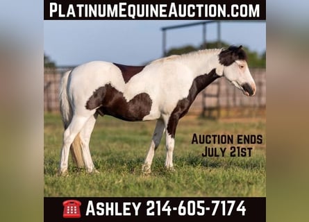 Pony de las Américas, Caballo castrado, 6 años, 109 cm, Tobiano-todas las-capas