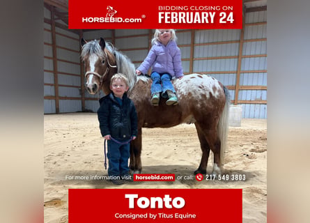 Pony de las Américas, Caballo castrado, 6 años, 112 cm