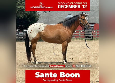 Pony de las Américas, Caballo castrado, 6 años, 142 cm, Castaño rojizo