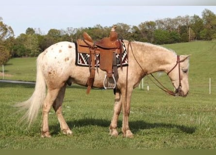 Pony de las Américas, Caballo castrado, 6 años