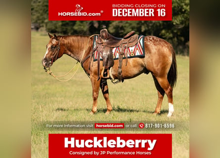 Pony de las Américas, Caballo castrado, 8 años, 137 cm, Alazán-tostado