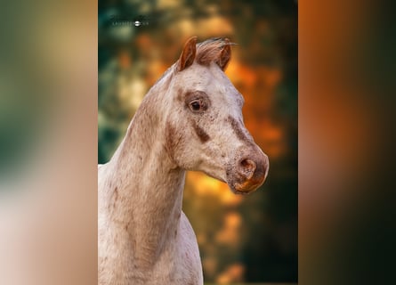 Pony de las Américas, Semental, 18 años, 136 cm, Atigrado/Moteado
