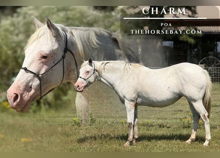Pony de las Américas, Yegua, 13 años, 145 cm, White/Blanco