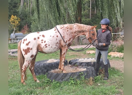 Pony de las Américas, Yegua, 3 años, 135 cm, Atigrado/Moteado