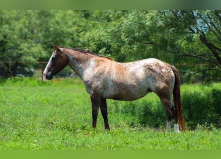 Pony de las Américas, Yegua, 8 años, 137 cm, Castaño rojizo