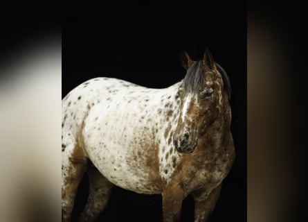 Pony de las Américas, Yegua, 8 años, Alazán-tostado