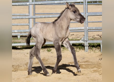 Pony de las Américas, Yegua, Potro (01/2026), 145 cm, Grullo