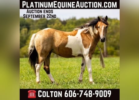 Pony delle Americhe, Castrone, 11 Anni, 130 cm, Pelle di daino