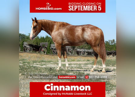 Pony delle Americhe, Castrone, 12 Anni, 142 cm, Roano rosso