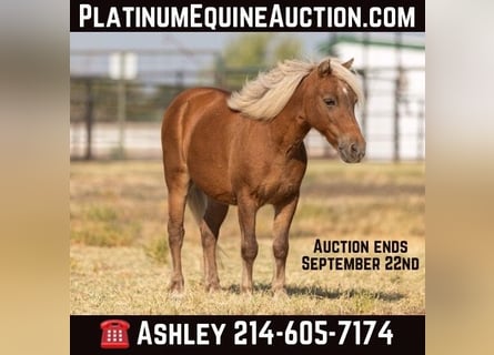 Pony delle Americhe, Castrone, 18 Anni, 99 cm, Sauro scuro