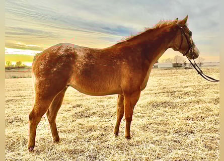 Pony delle Americhe, Castrone, 5 Anni, 140 cm, Red dun