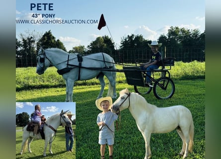 Pony delle Americhe, Castrone, 6 Anni, 109 cm, Grigio