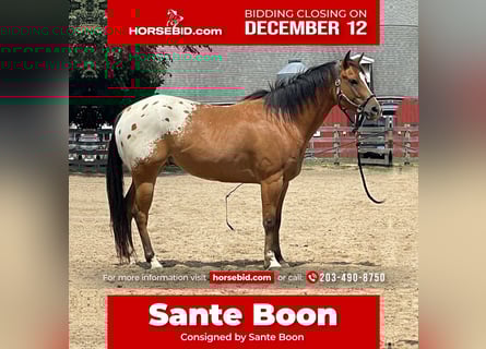 Pony delle Americhe, Castrone, 6 Anni, 142 cm, Baio ciliegia