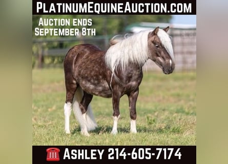 Pony delle Americhe, Castrone, 6 Anni, 99 cm, Baio ciliegia
