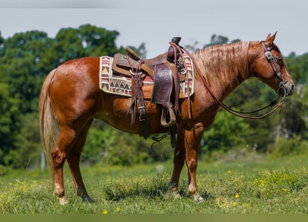 Pony delle Americhe, Castrone, 7 Anni, 142 cm, Sauro ciliegia