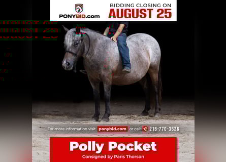 Pony delle Americhe, Giumenta, 11 Anni, 114 cm, Baio roano