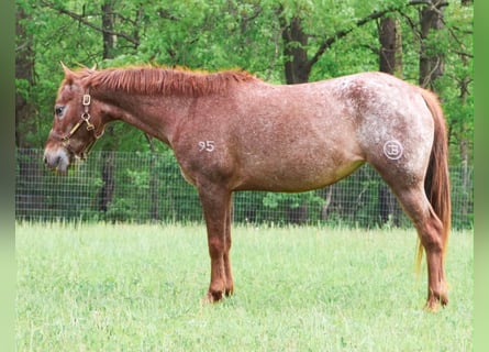 Pony delle Americhe, Giumenta, 12 Anni, 132 cm, Sauro scuro
